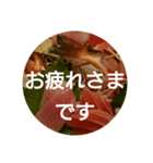 oh, sashimi sticker（個別スタンプ：2）