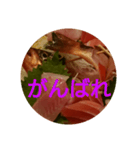 oh, sashimi sticker（個別スタンプ：5）
