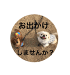 レオリオのスタンプ②（個別スタンプ：17）