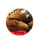レオリオのスタンプ②（個別スタンプ：22）