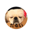 レオリオのスタンプ②（個別スタンプ：23）