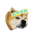 ぼく春太（個別スタンプ：1）