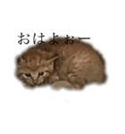子猫の挨拶（個別スタンプ：1）