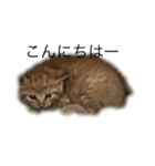 子猫の挨拶（個別スタンプ：2）