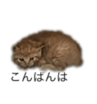 子猫の挨拶（個別スタンプ：3）