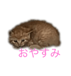子猫の挨拶（個別スタンプ：5）