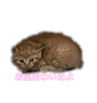 子猫の挨拶（個別スタンプ：6）