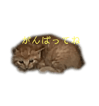 子猫の挨拶（個別スタンプ：7）