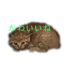 子猫の挨拶（個別スタンプ：8）