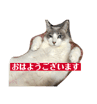 綺麗猫のみーこちゃん（個別スタンプ：1）