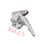 綺麗猫のみーこちゃん（個別スタンプ：2）