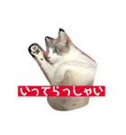 綺麗猫のみーこちゃん（個別スタンプ：3）