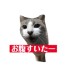 綺麗猫のみーこちゃん（個別スタンプ：5）