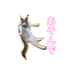 綺麗猫のみーこちゃん（個別スタンプ：8）