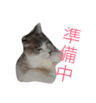 綺麗猫のみーこちゃん（個別スタンプ：11）