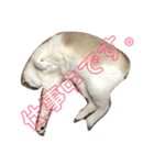 綺麗猫のみーこちゃん（個別スタンプ：12）