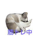 綺麗猫のみーこちゃん（個別スタンプ：14）