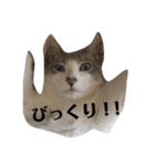 綺麗猫のみーこちゃん（個別スタンプ：16）