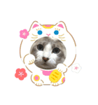 綺麗猫のみーこちゃん（個別スタンプ：22）