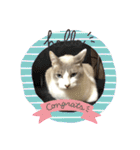 綺麗猫のみーこちゃん（個別スタンプ：23）