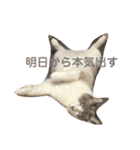 綺麗猫のみーこちゃん（個別スタンプ：25）