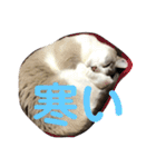 綺麗猫のみーこちゃん（個別スタンプ：29）