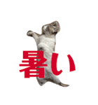 綺麗猫のみーこちゃん（個別スタンプ：30）