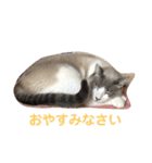 綺麗猫のみーこちゃん（個別スタンプ：36）
