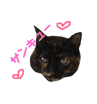 ぶさかわ猫ろっちゃん（個別スタンプ：1）