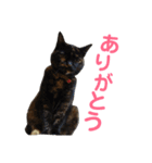 ぶさかわ猫ろっちゃん（個別スタンプ：2）