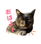 ぶさかわ猫ろっちゃん（個別スタンプ：3）