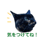 ぶさかわ猫ろっちゃん（個別スタンプ：4）
