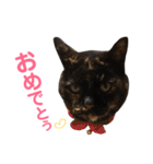 ぶさかわ猫ろっちゃん（個別スタンプ：5）