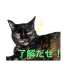 ぶさかわ猫ろっちゃん（個別スタンプ：6）