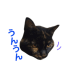 ぶさかわ猫ろっちゃん（個別スタンプ：7）