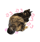 ぶさかわ猫ろっちゃん（個別スタンプ：8）
