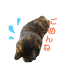 ぶさかわ猫ろっちゃん（個別スタンプ：11）