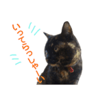 ぶさかわ猫ろっちゃん（個別スタンプ：12）