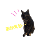 ぶさかわ猫ろっちゃん（個別スタンプ：13）