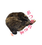 ぶさかわ猫ろっちゃん（個別スタンプ：14）