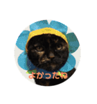ぶさかわ猫ろっちゃん（個別スタンプ：16）