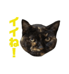 ぶさかわ猫ろっちゃん（個別スタンプ：18）