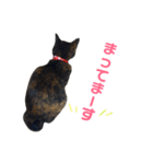ぶさかわ猫ろっちゃん（個別スタンプ：19）