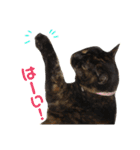 ぶさかわ猫ろっちゃん（個別スタンプ：20）