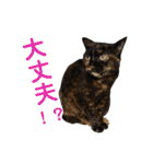 ぶさかわ猫ろっちゃん（個別スタンプ：21）
