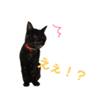 ぶさかわ猫ろっちゃん（個別スタンプ：22）
