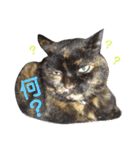 ぶさかわ猫ろっちゃん（個別スタンプ：23）