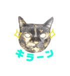 ぶさかわ猫ろっちゃん（個別スタンプ：26）