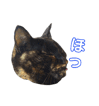 ぶさかわ猫ろっちゃん（個別スタンプ：27）