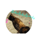 ぶさかわ猫ろっちゃん（個別スタンプ：28）